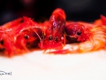 PESCA XXI (11)
